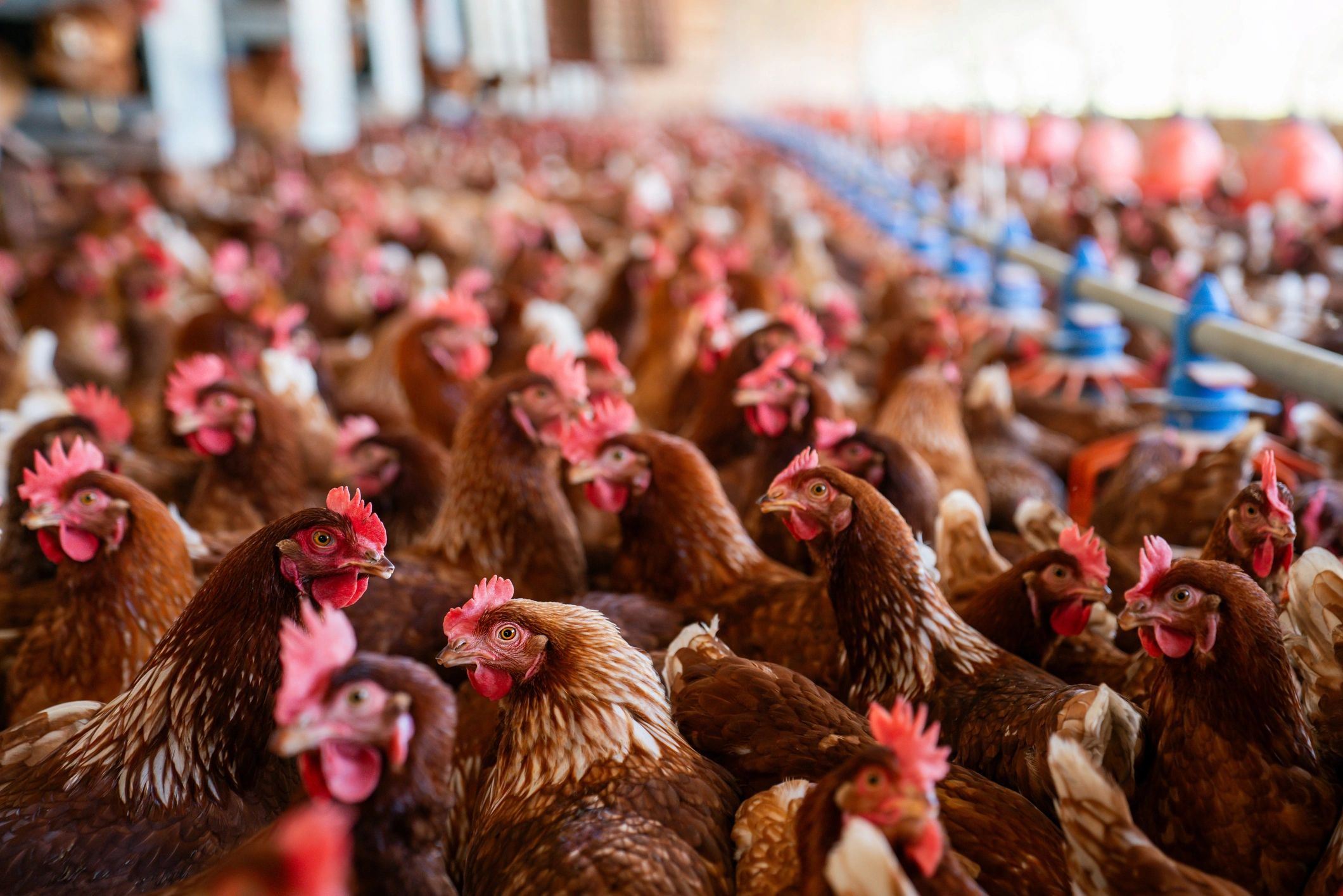 Beautiful brown chickens at a poultry farm