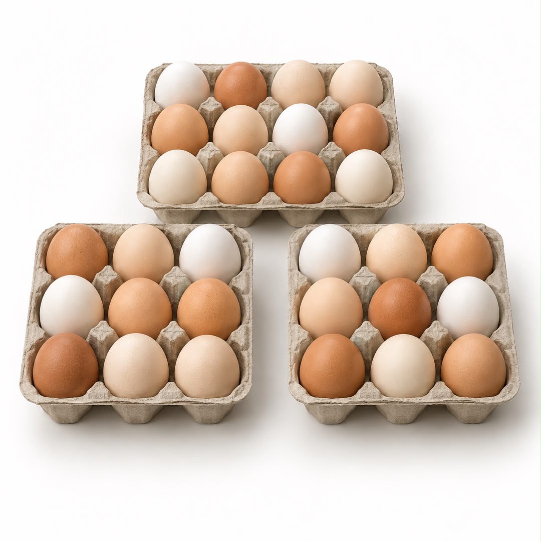 Three cartons of chicken eggs on a white background