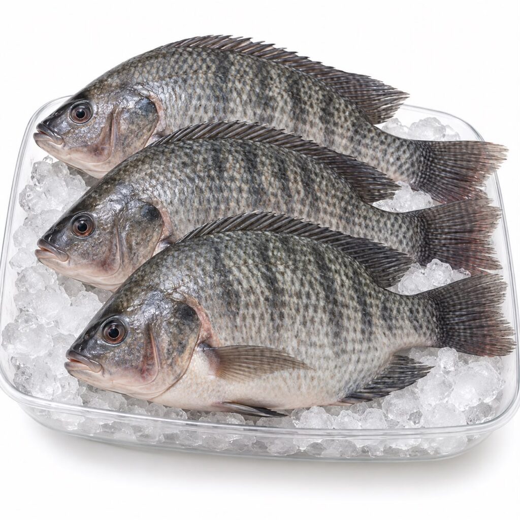 Tilapia product photo in tray on ice