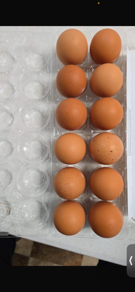 Brown eggs in a long-form plastic carton