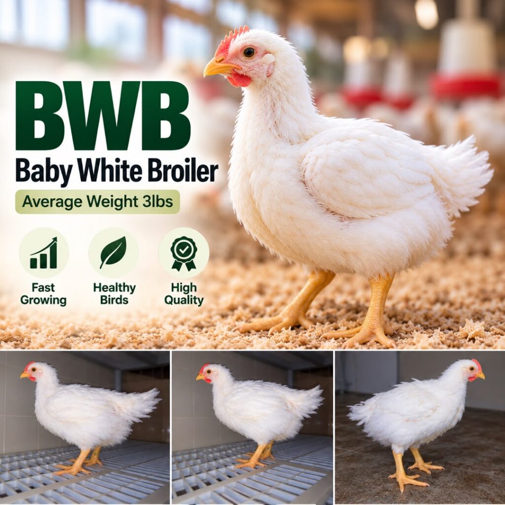 Baby White Broiler promotional graphic showing a white broiler chicken